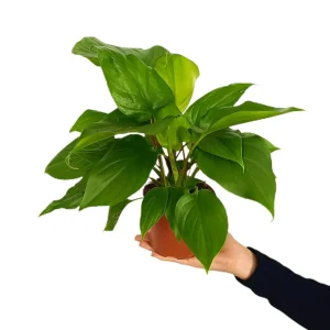 Homalomena Maggy M12 30cm