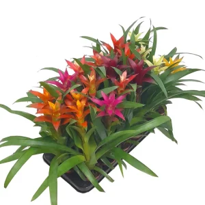 Guzmania Variada M9 20cm