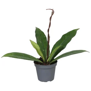 Hoya Cassipetiolata Planta Suculenta Colgante Flor De Cera Ø6