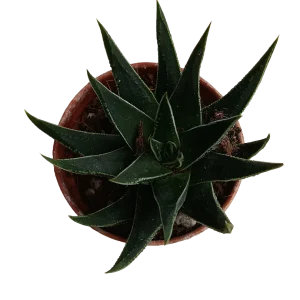 Haworthia Beccaria Plantas Suculentas Ø5