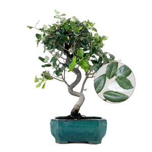 Bonsái Quercus Suber – Alcornoque 8 Años