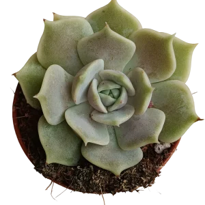 Echeveria Lola 5 Cm Planta Suculenta Plantas Sol