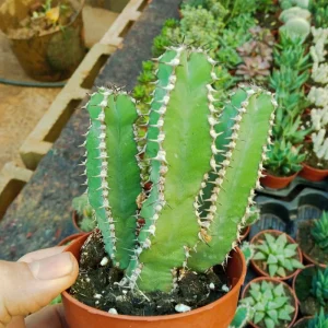 Euphorbia Polycantha Planta Suculenta Ø8 Cms