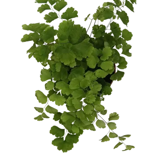 Helecho Adiantum Planta Natural De Interior Ø8