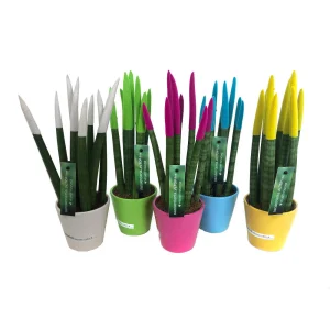 Sansevieria Cilindrica Pintada M8 25cm (lengua De Suegra)