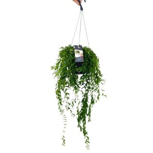 Aeschynanthus Japhrolepis M17