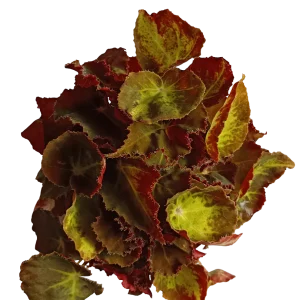 Begonia Montuno Planta Natural De Interior Ø9