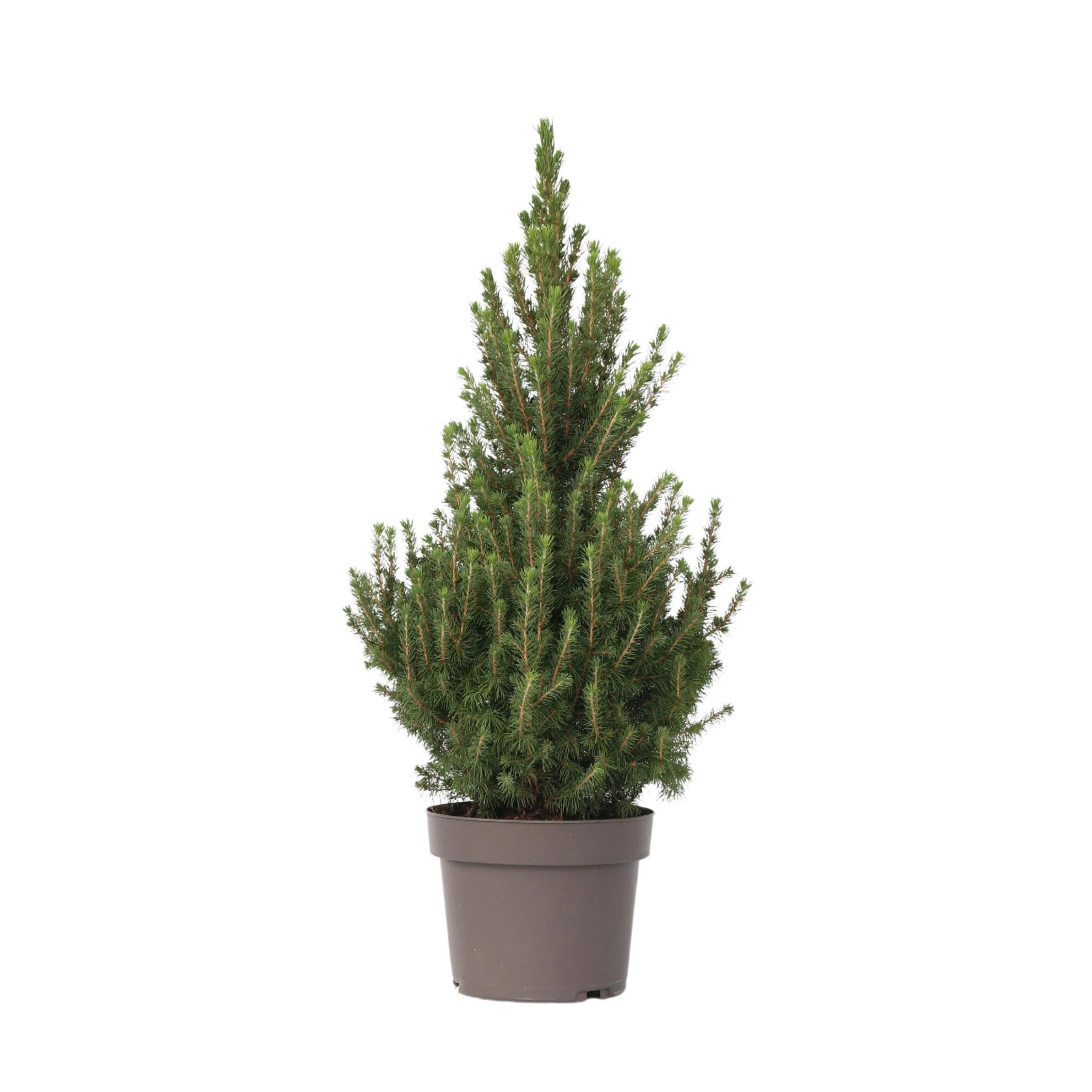 Abeto Blanco - Picea Glauca Conica 'december' - Altura 55cm - ⌀21cm