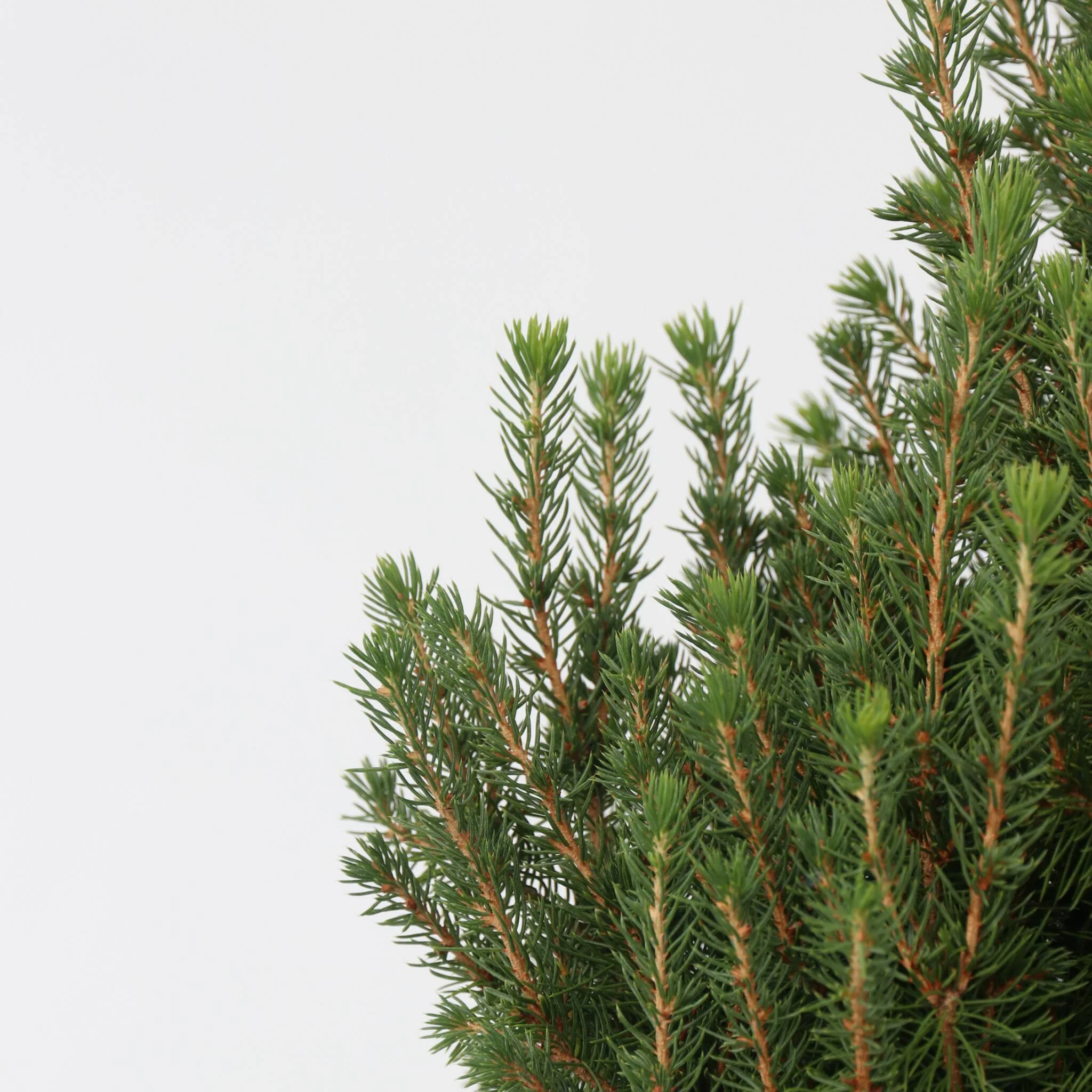 Abeto Blanco - Picea Glauca Conica 'december' - Altura 55cm - ⌀21cm - Imagen 3