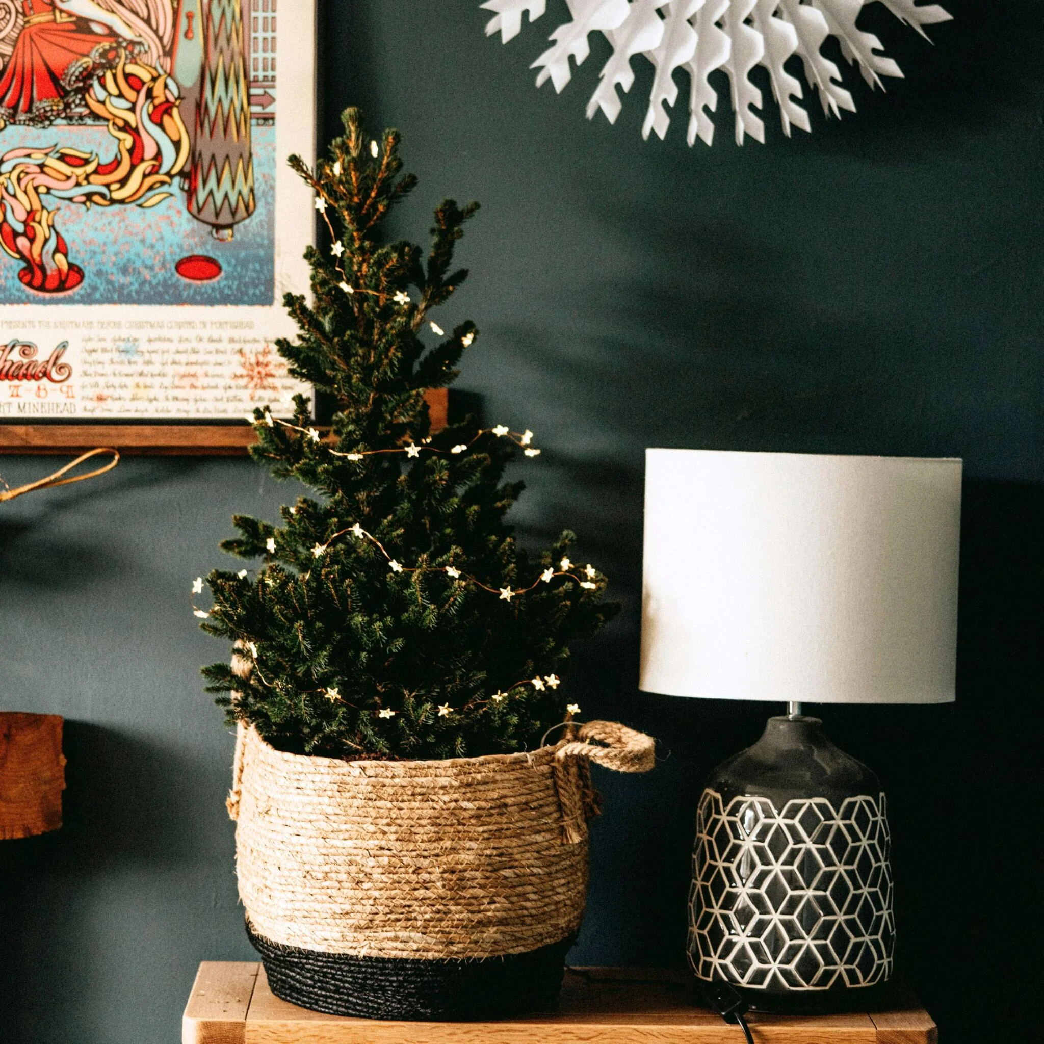 Abeto Blanco - Picea Glauca Conica 'december' - Altura 55cm - ⌀21cm - Imagen 4