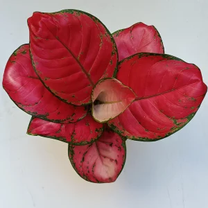 Aglonema Ruby Red Planta De Interior Ø12