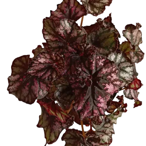 Begonia Cumbia Planta Natural De Interior Ø9