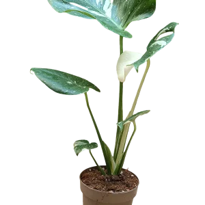 Monstera Deliciosa Variegata Planta Joven Ø12