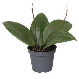 Hoya Wibergiae Planta Suculenta Colgante Flor De Cera Ø6