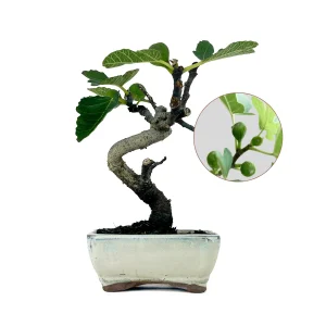 Bonsái Ficus Carica – Higuera 7 Años