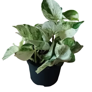 Potho Blanco Happy Leaf Planta De Interior Colgante Ø12