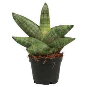 Sansevieria Boncellensis Planta Suculenta De Interior Purificadora Ø6
